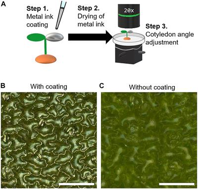 Metal-Nano-Ink Coating for Monitoring and Quantification of Cotyledon Epidermal Cell Morphogenesis